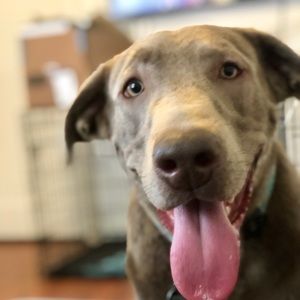 Meet your Posher, Kelly